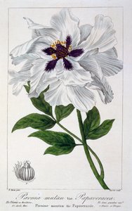 Paeonia suffruticosa，1836年（手工彩色雕刻） 作者 Pancrace贝萨